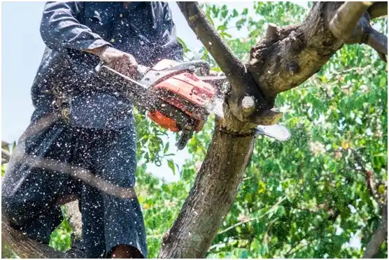 tree services Wyomissing